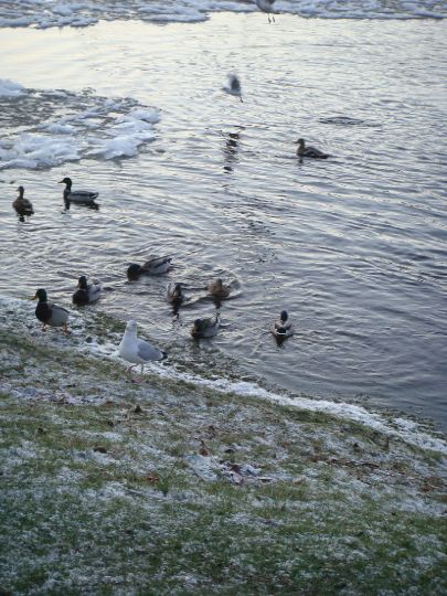 River Ice 301108-017.jpg